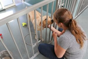 A dog in a boarding facility 