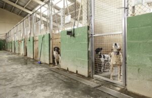 Dogs occupying different rooms in a boarding facility