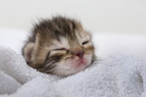 A new born kitten sleeping on thich towel