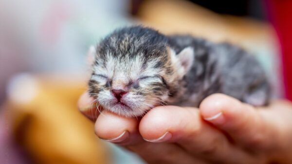 can a newborn kitten survive without a mother