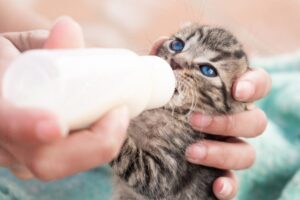 A cat owner feeding a newborn kitten with bottle feeder