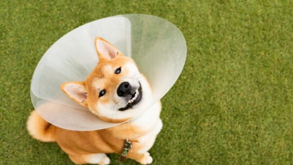 Safety devices for dogs with skin allergies