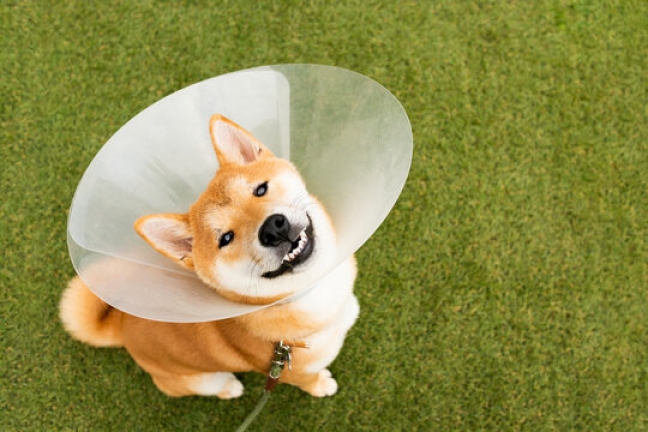 Safety devices for dogs with skin allergies