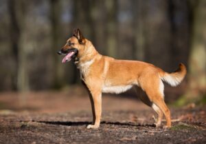 a belgian malinois