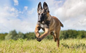 A Belgian Tervuren shepherd running on the field