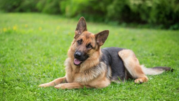 A german shepherd dog sitting on the field