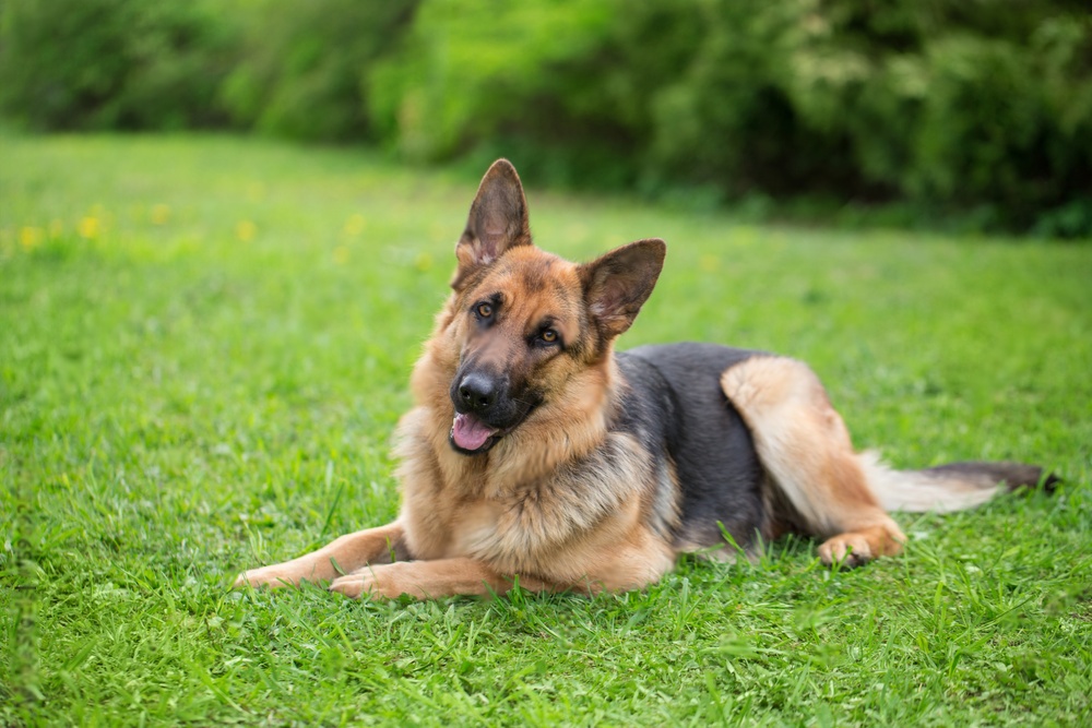 A german shepherd dog sitting on the field