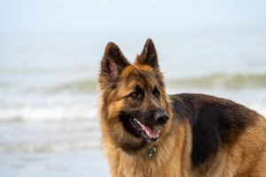 a king shepherd dog